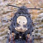 Acherontia atropos