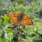 Boloria napaea
