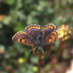 Lycaena helle