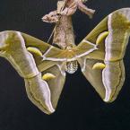 Pcynthia