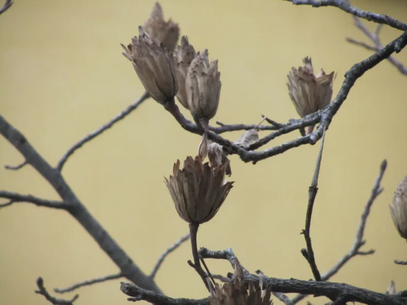 Infruttiscenza di liriodendron tulipifera